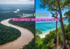 Amazon vs. Daintree: Which Rainforest Adventure is Right for You?