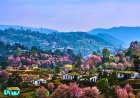 Why Shillong Became India’s Most-Searched Destination in 2025