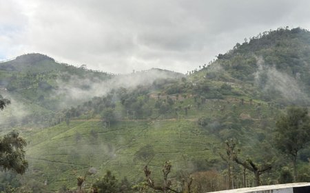 “Blooms That Heal the Soul”