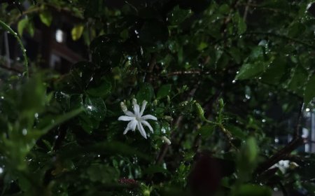 The Simple Magic of Monsoons: Capturing the Beauty of Flowers After Rain
