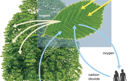 How Photosynthesis Works: Sunlight, Water, and Carbon Dioxide Explained