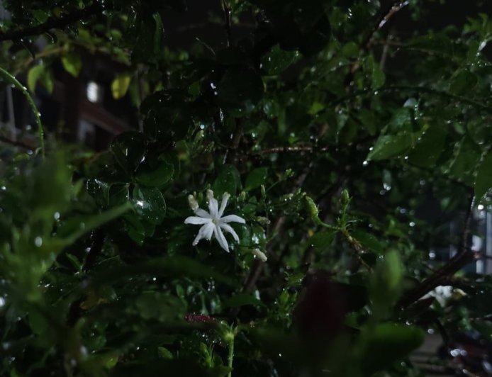 The Simple Magic of Monsoons: Capturing the Beauty of Flowers After Rain