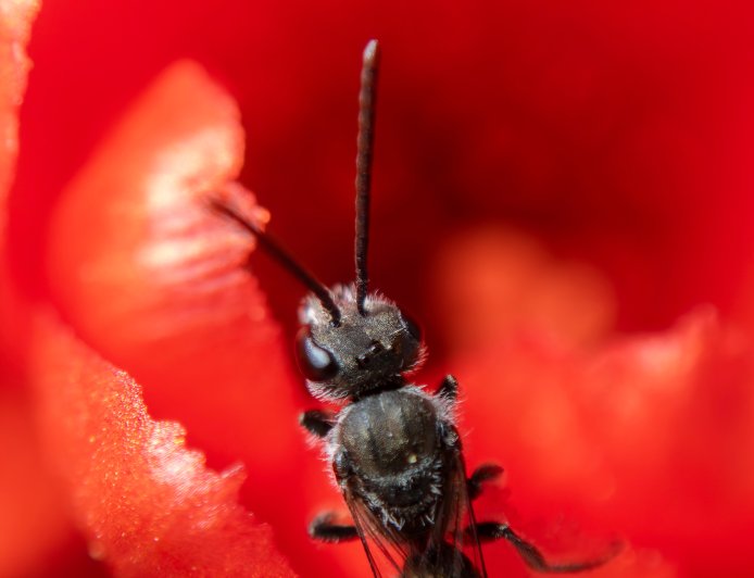 Up, Close, and Personal: How Microphotography Opened Up New Avenues in Science