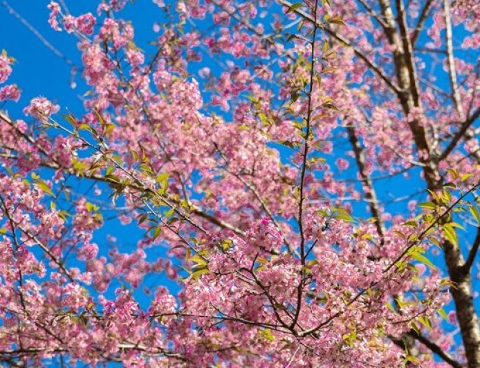 Where Pink Petals Meet Global Beats: A Farewell to Shillong’s Cherry Blossom Spectacle