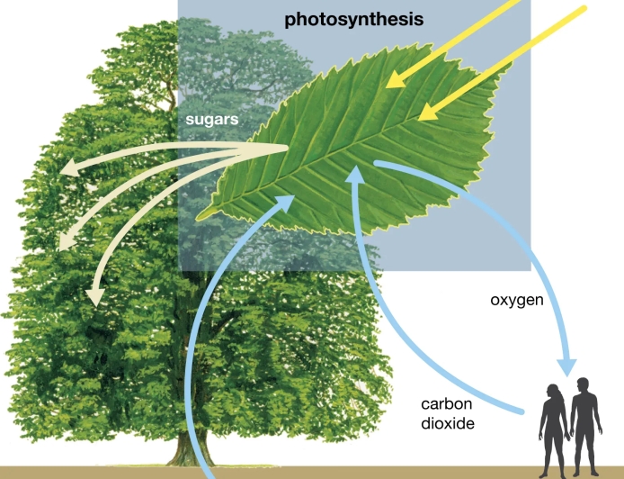 How Photosynthesis Works: Sunlight, Water, and Carbon Dioxide Explained