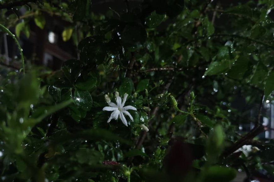 The Simple Magic of Monsoons: Capturing the Beauty of Flowers After Rain