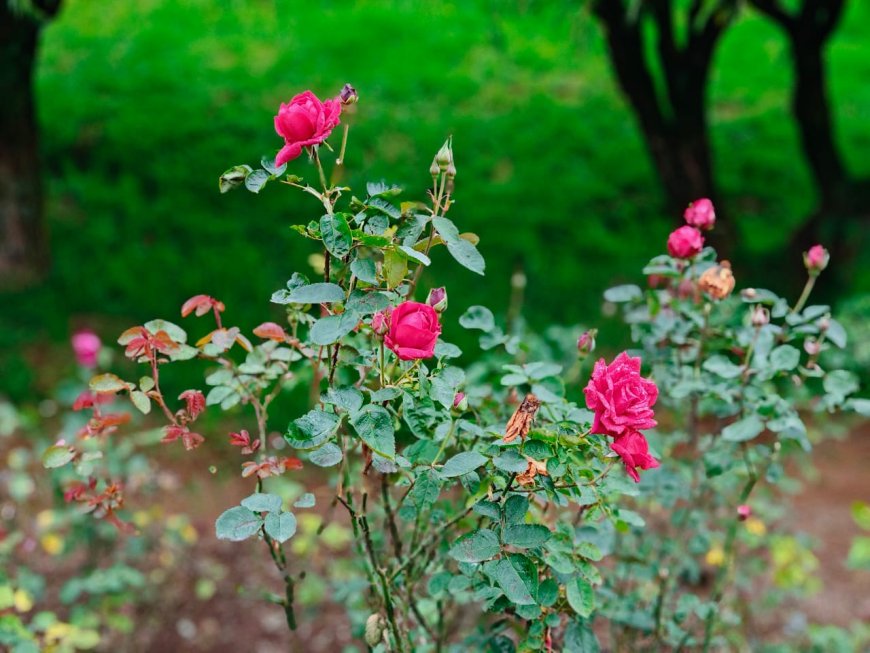 "Bloom Where You Are Planted"