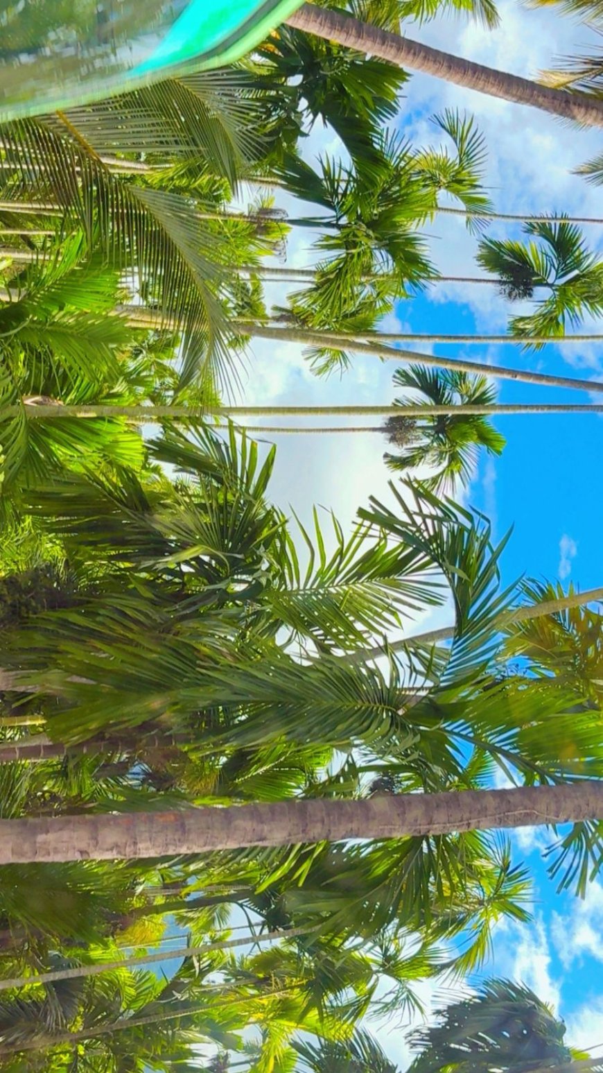 "Under the Canopy of Calm"