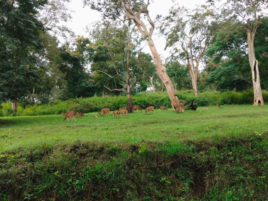 "Harmony in the Wild"