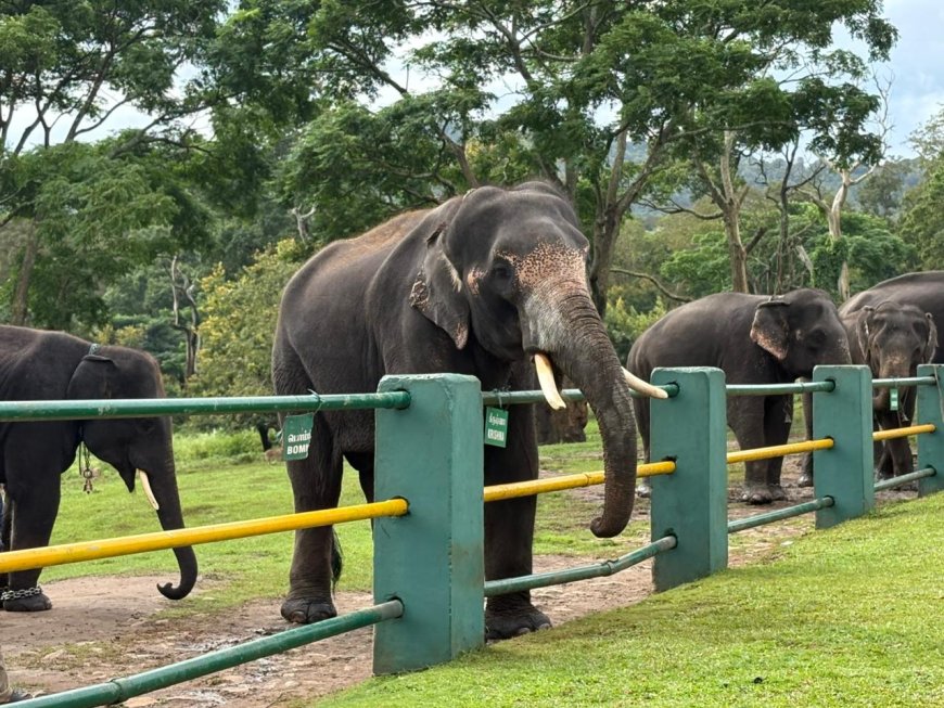 “Bonded by Nature: The Elephant Family”