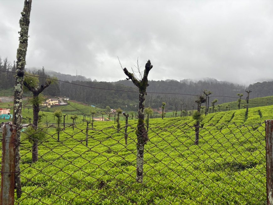 "Nature’s Calm Canvas”