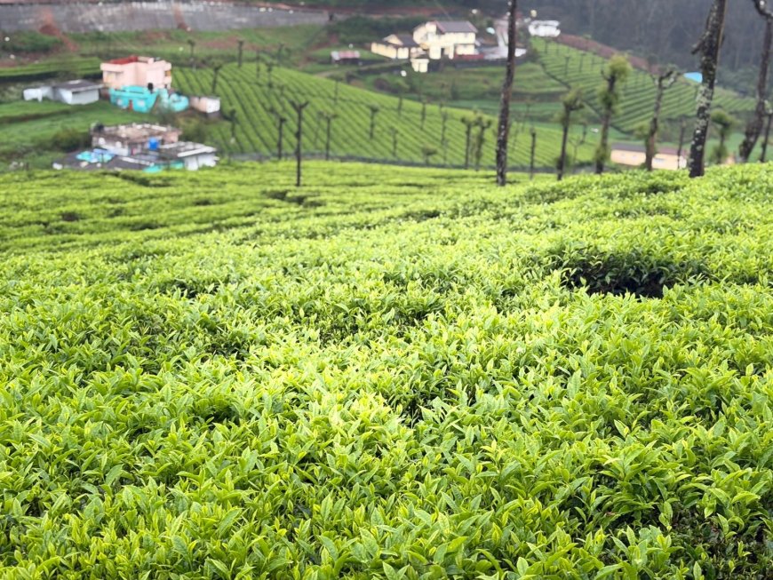 “Fields of Calm”