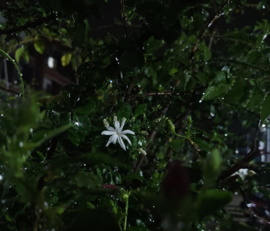 The Simple Magic of Monsoons: Capturing the Beauty of Flowers After Rain
