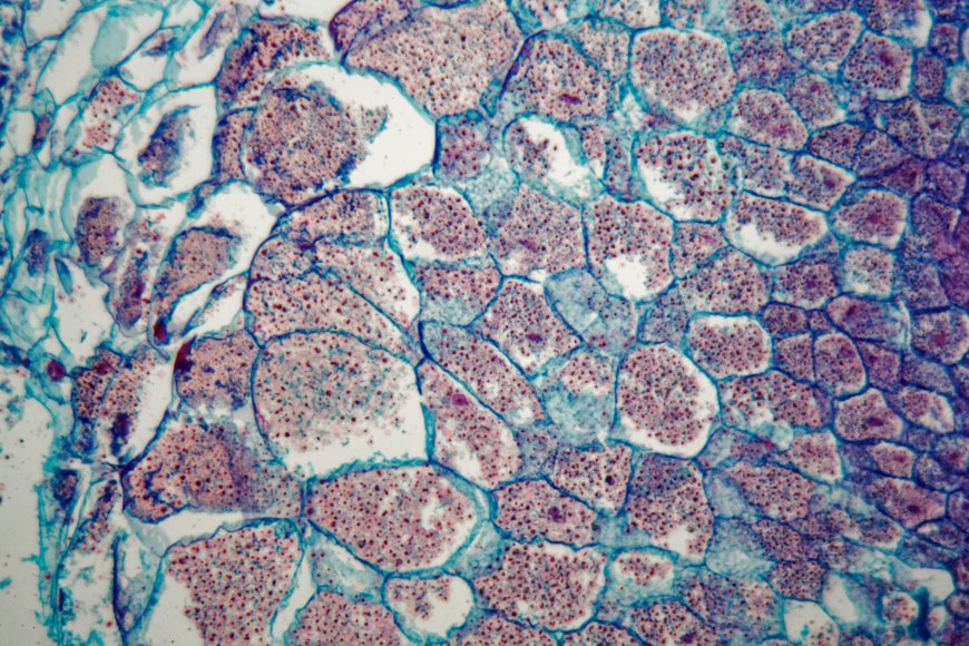 Human Cell Photograph