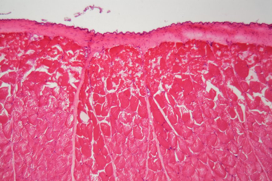 Fish Skin Cell Under Microscope