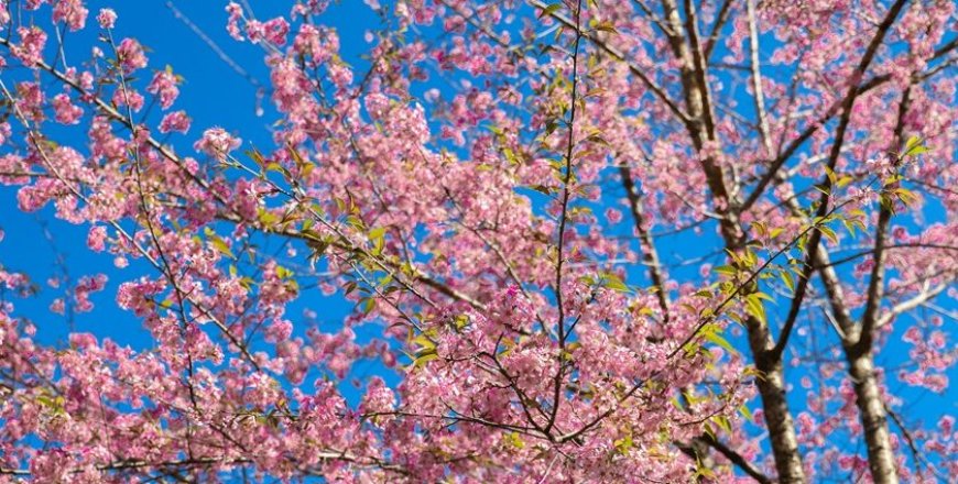Where Pink Petals Meet Global Beats: A Farewell to Shillong’s Cherry Blossom Spectacle