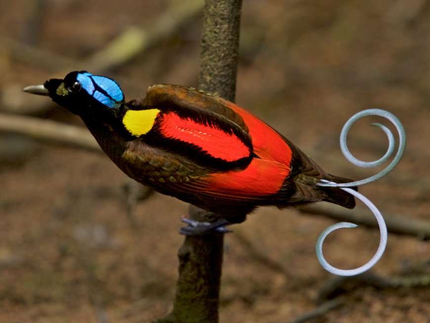 The Arfak Mountains, West Papua, Indonesia: Birdwatching that Saves the Forest