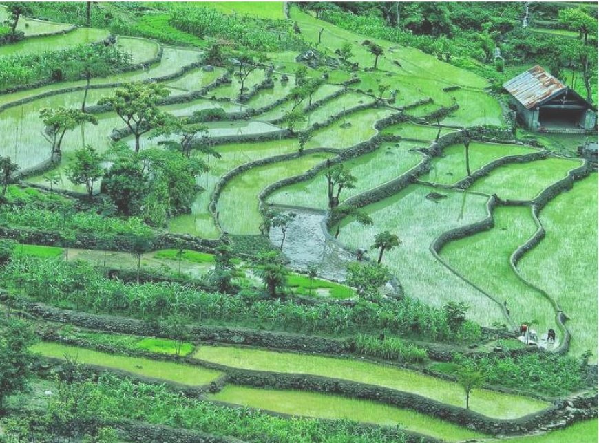 Khonoma Green Village, Nagaland, India: From Warriors to Wardens