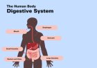 Inside Your Body: Ultimate Digestive System Quiz!