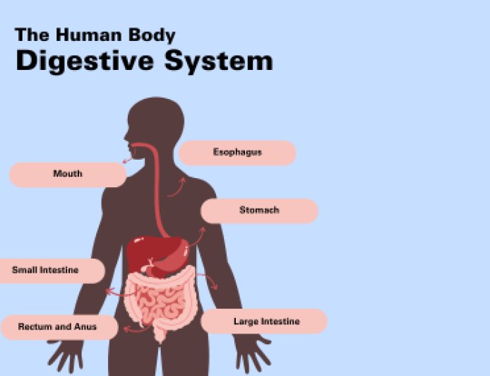 Inside Your Body: Ultimate Digestive System Quiz!