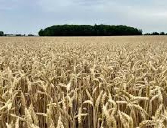 Wheat Procurement 2026 in Madhya Pradesh Update Now