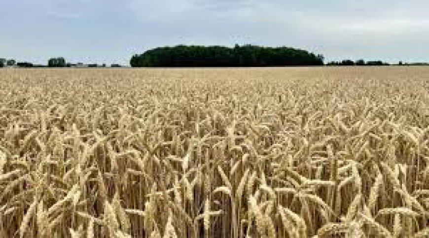 Wheat Procurement 2026 in Madhya Pradesh Update Now