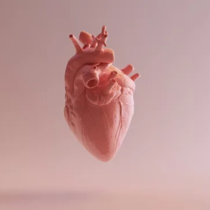 Heart