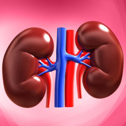 Kidney