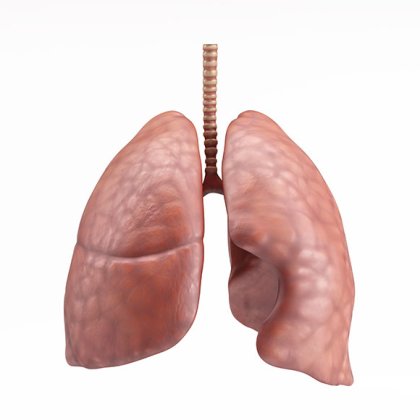 Lungs