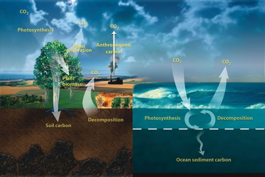 Which gas do plants absorb from the atmosphere?