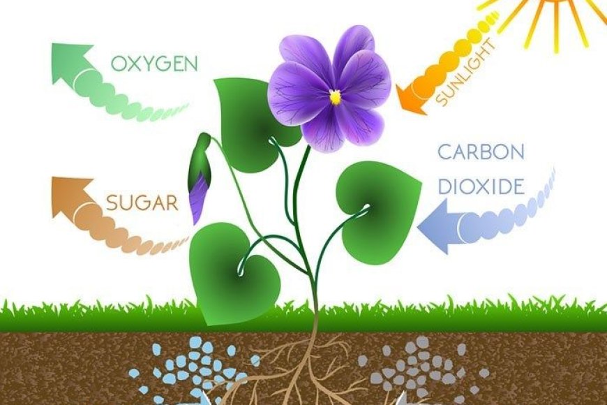 Which part of the plant conducts photosynthesis?