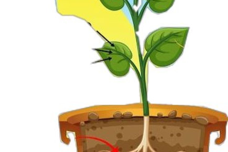 Which gas do plants absorb during photosynthesis?