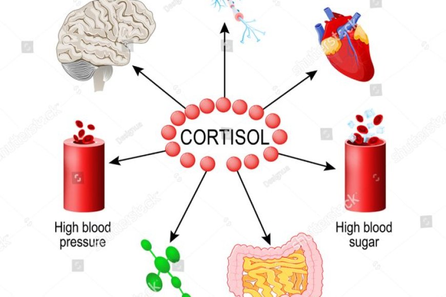 Which hormone is often linked to stress and can negatively impact focus and productivity if levels remain high?